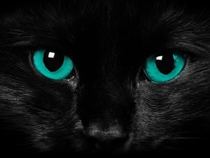 black-cat-bliue-eyes-cat-wallpaper.jpg